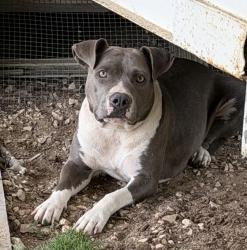 Found/Stray Unknown Dog last seen Pleasanton Road and Big Leaf, San Antonio, TX 78264