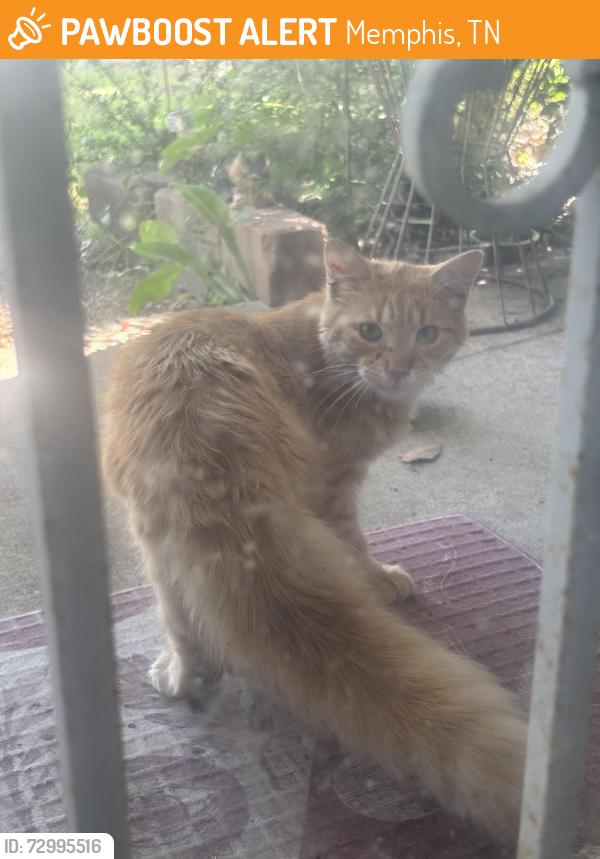 Found/Stray Unknown Cat last seen Gallop dr, Cordova, Memphis, TN 38018