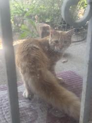 Found/Stray Unknown Cat last seen Gallop dr, Cordova, Memphis, TN 38018