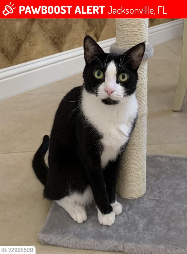 Lost Female Cat last seen Cassat Edgewood, Jacksonville, FL 32254