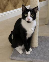 Lost Female Cat last seen Cassat Edgewood, Jacksonville, FL 32254