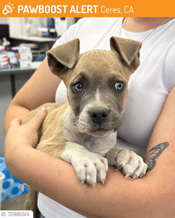 Found/Stray Male Dog last seen Lawrence and 6th st, Ceres, CA 95307