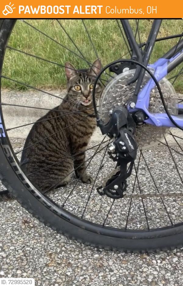Found/Stray Female Cat last seen Gardens at Polaris apmts , Columbus, OH 43240