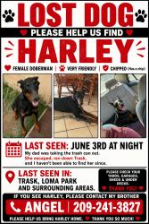Lost Female Dog last seen Trask, Modesto, CA 95354
