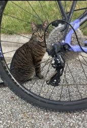 Found/Stray Female Cat last seen Gardens at Polaris apmts , Columbus, OH 43240