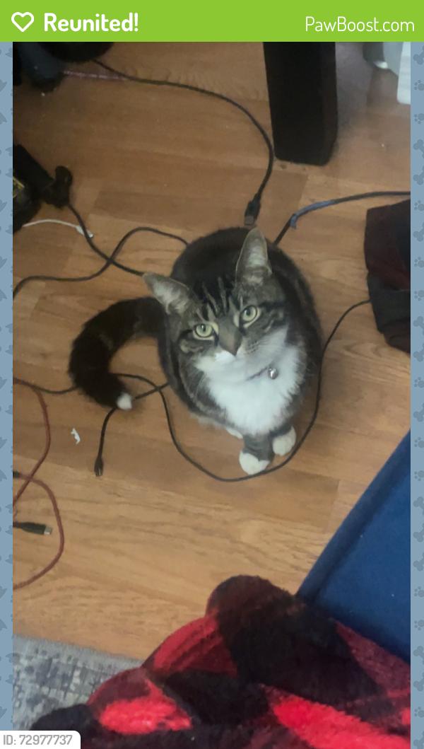 Reunited Female Cat last seen Virginia Ave/ Troy Street, Troy, OH 45373