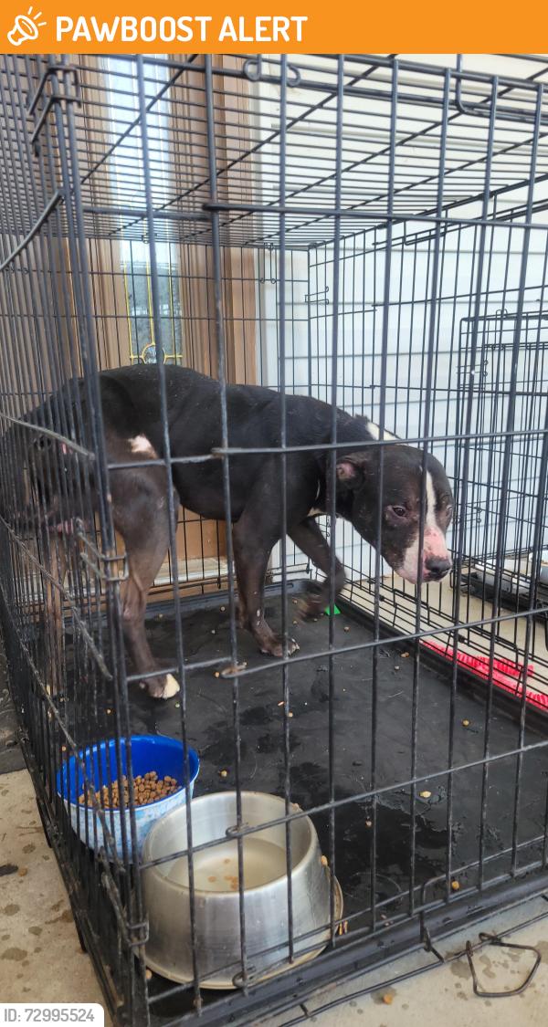 Found/Stray Male Dog last seen 103rd St, Sedgwick County, KS 67026