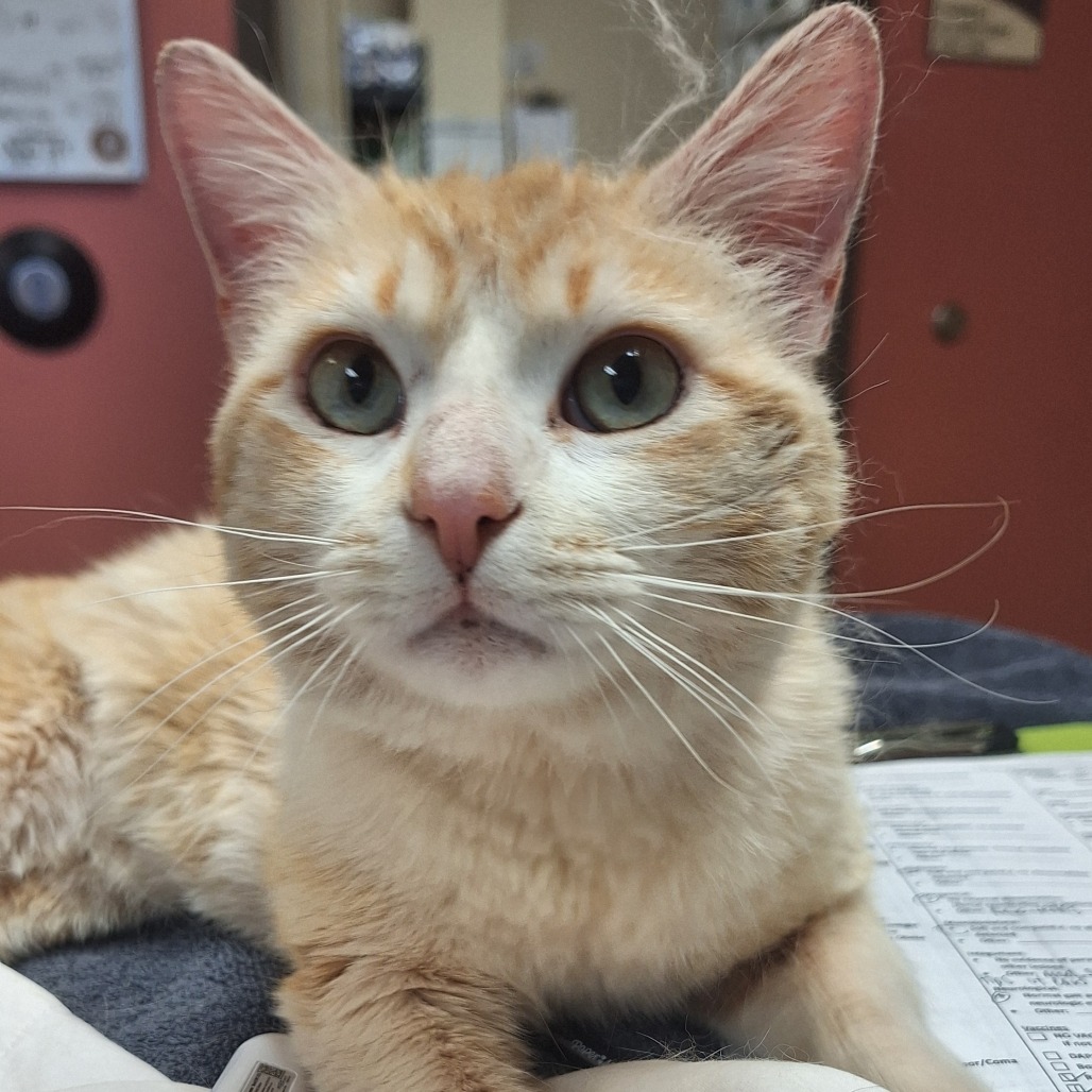 Shelter Stray Male Cat last seen , 11665 US-89, Flagstaff, AZ 86004, USA
