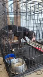Found/Stray Male Dog last seen 103rd St, Sedgwick County, KS 67026