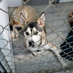 Shelter Stray Male Dog last seen , 3307 S Eisenhower Pkwy, Denison, TX 75020, USA
