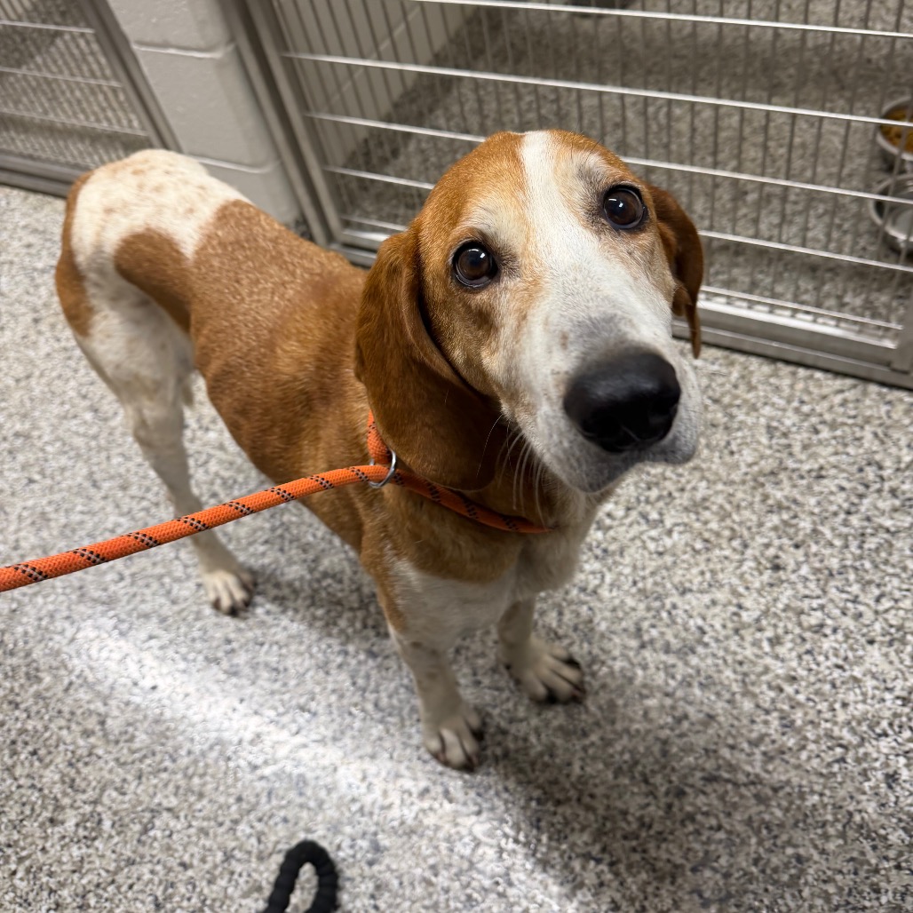 Shelter Stray Female Dog last seen , 425 Kirksey Dr, Morganton, NC 28655, USA