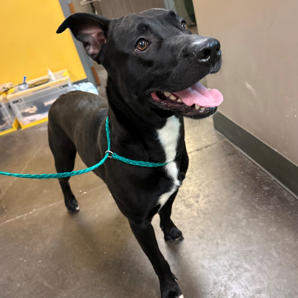 Shelter Stray Male Dog last seen , 3428 S Jenkins Ave, Norman, OK 73072, USA