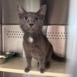 Shelter Stray Female Cat last seen , 3428 S Jenkins Ave, Norman, OK 73072, USA