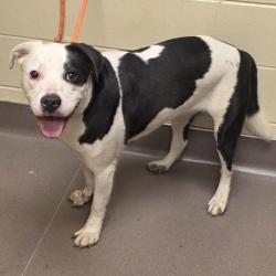 Shelter Stray Male Dog last seen , 3428 S Jenkins Ave, Norman, OK 73072, USA