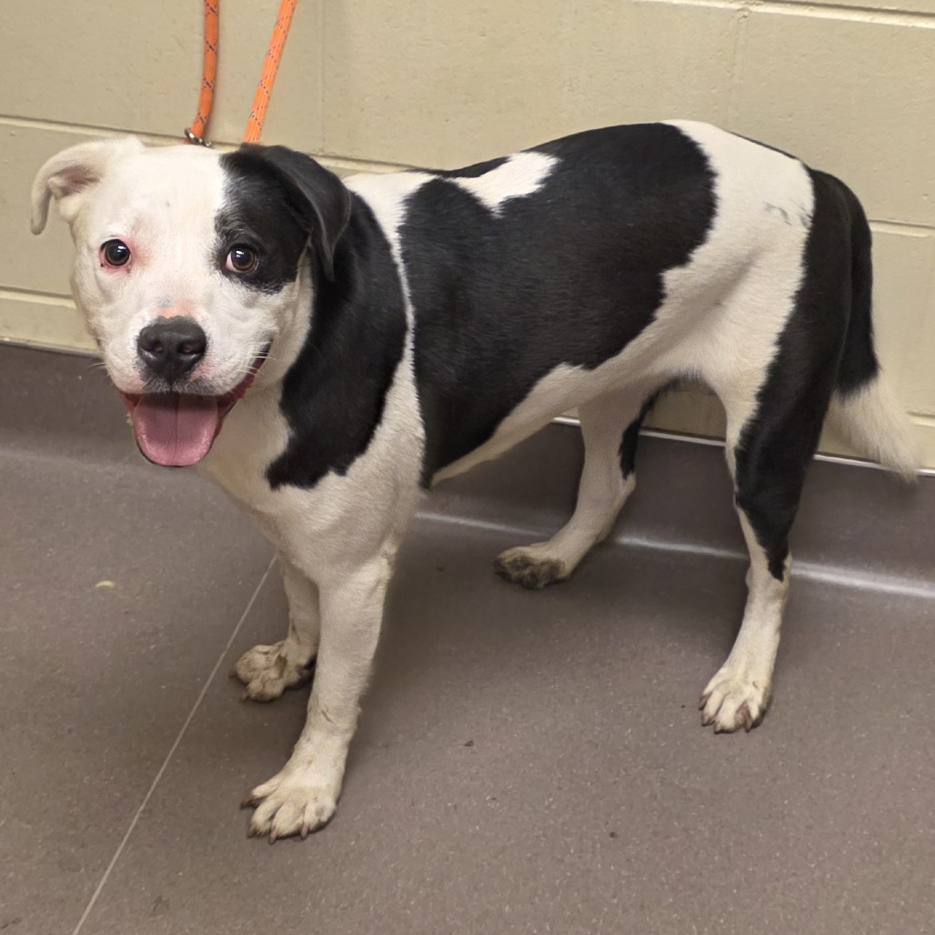 Shelter Stray Male Dog last seen , 3428 S Jenkins Ave, Norman, OK 73072, USA