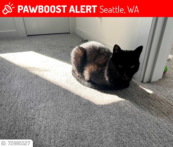 Lost Male Cat last seen 18th & state street, Seattle, WA 98144