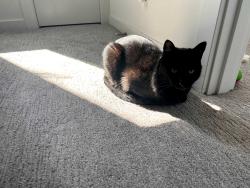 Lost Male Cat last seen 18th & state street, Seattle, WA 98144