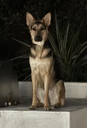 Reunited Female Dog last seen On el canon blvd , Los Angeles, CA 91367