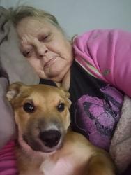 Lost Female Dog last seen I-84, Ontario, OR 97914