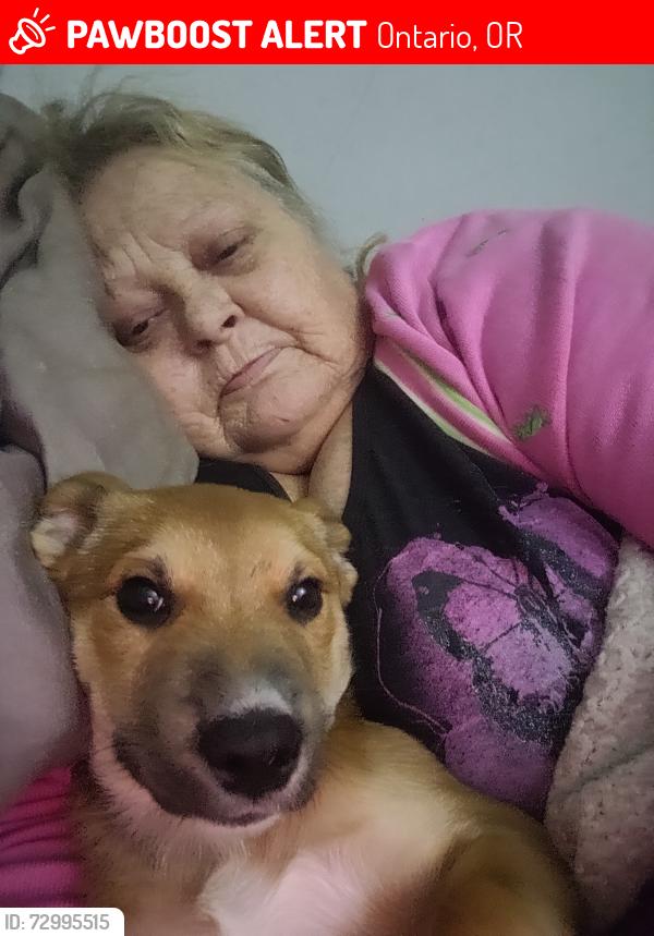 Lost Female Dog last seen I-84, Ontario, OR 97914