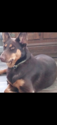 Lost Female Dog last seen Cantonment sports complex , Cantonment, FL 32533