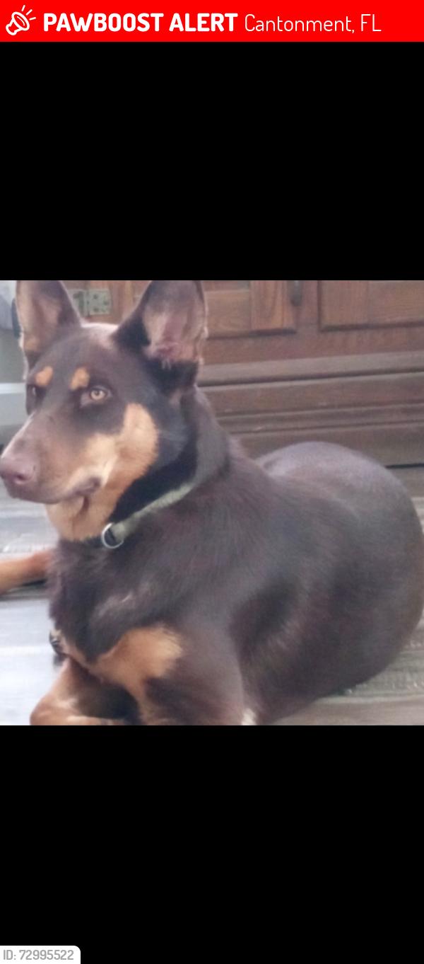Lost Female Dog last seen Cantonment sports complex , Cantonment, FL 32533
