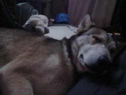 Lost Male Dog last seen By great excape rv park and i-190, Huntsville, TX 77320
