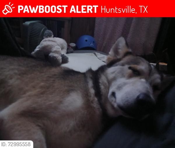 Lost Male Dog last seen By great excape rv park and i-190, Huntsville, TX 77320