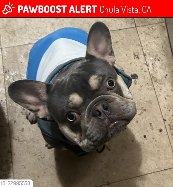 Lost Male Dog last seen L St between 4th & 5th Ave across the street from Chula Vista high school football field , Chula Vista, CA 91911
