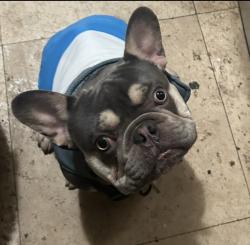 Lost Male Dog last seen L St between 4th & 5th Ave across the street from Chula Vista high school football field , Chula Vista, CA 91911
