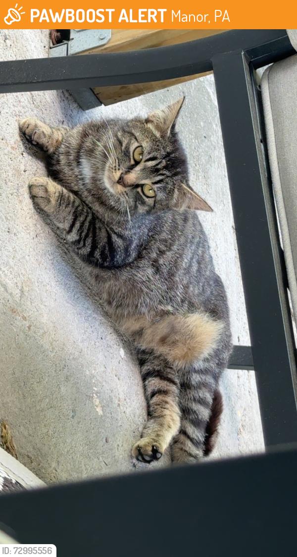 Found/Stray Female Cat last seen Penn Manor Rd, Manor, PA 15692