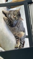 Found/Stray Female Cat last seen Penn Manor Rd, Manor, PA 15692