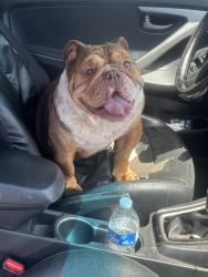 Lost Male Dog last seen Ocean view blvd, San Diego, CA 92113