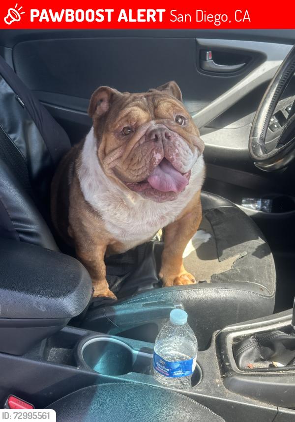 Lost Male Dog last seen Ocean view blvd, San Diego, CA 92113