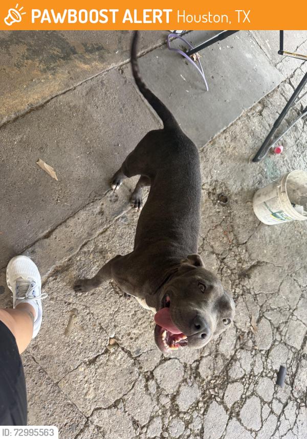 Found/Stray Female Dog last seen Near bauman rd, Houston, TX 77076