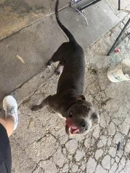 Found/Stray Female Dog last seen Near bauman rd, Houston, TX 77076