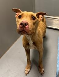 Shelter Stray Female Dog last seen Midwest City, 8485 E Reno Ave, Midwest City, OK 73110, USA