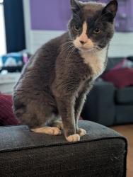 Lost Male Cat last seen 23rd Street and Fair Oaks, San Francisco, CA 94110