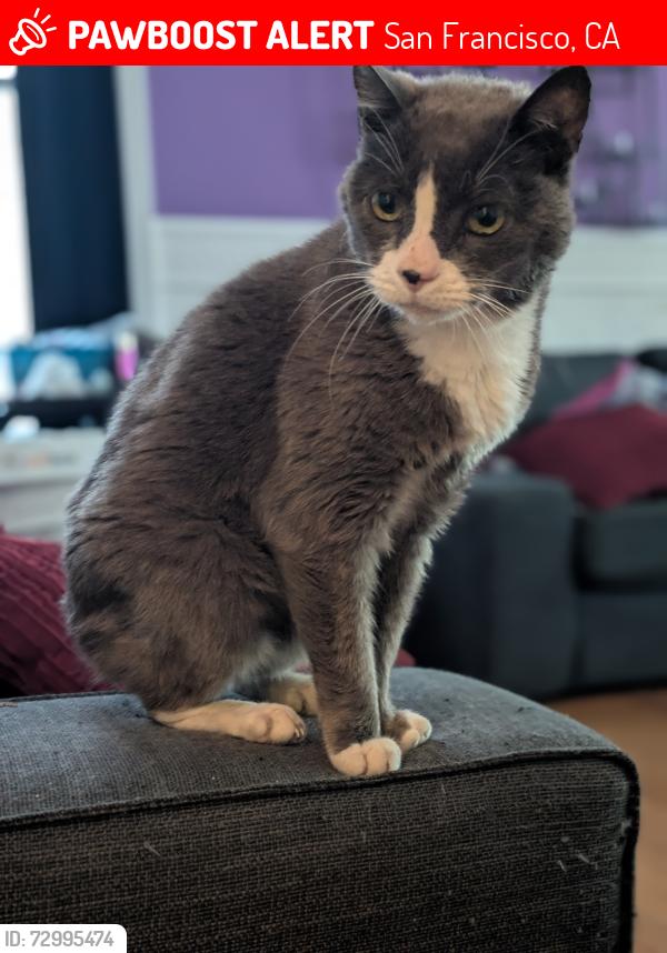 Lost Male Cat last seen 23rd Street and Fair Oaks, San Francisco, CA 94110