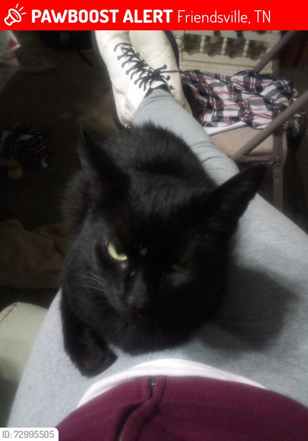 Lost Female Cat last seen Disco loop, Friendsville, TN 37737