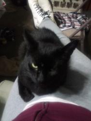 Lost Female Cat last seen Disco loop, Friendsville, TN 37737