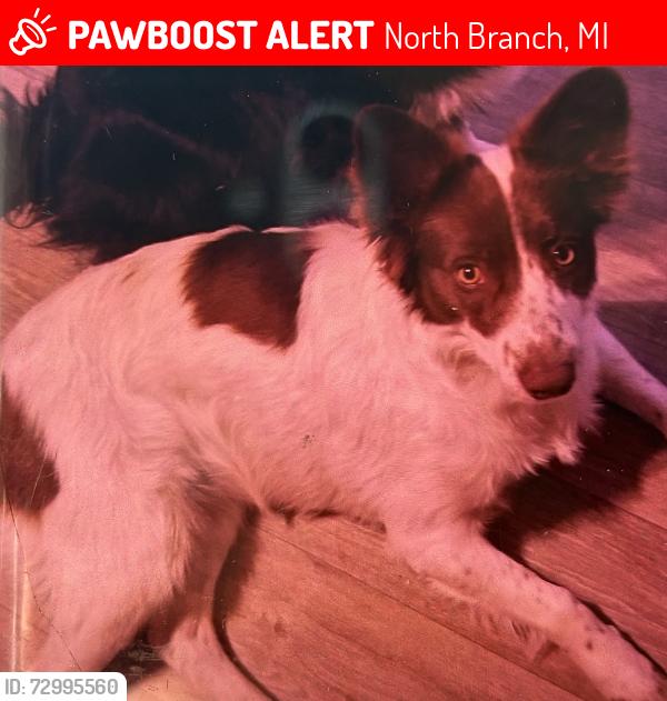 Lost Female Dog last seen Burnside rd, North Branch, MI 48461