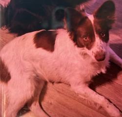 Lost Female Dog last seen Burnside rd, North Branch, MI 48461