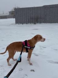 Lost Female Dog last seen Near street stafford pride stafforshire, Stafford, TX 77477
