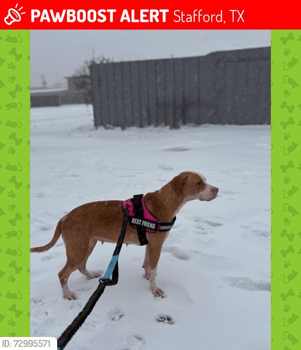 Lost Female Dog last seen Near street stafford pride stafforshire, Stafford, TX 77477