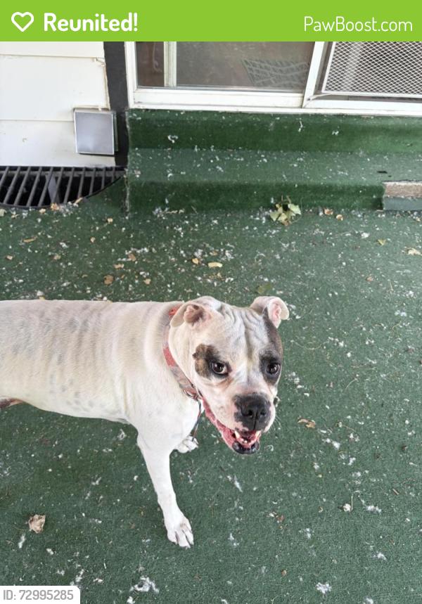 Reunited Female Dog last seen N Pecos and 97th ave , Thornton, CO 80260