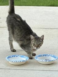 Found/Stray Male Cat last seen Near tivoli drive converse, Texas 78109, San Antonio, TX 78244