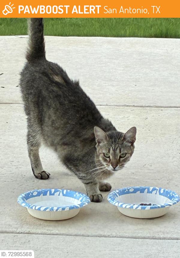 Found/Stray Male Cat last seen Near tivoli drive converse, Texas 78109, San Antonio, TX 78244