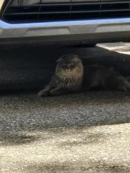 Reunited Female Cat last seen Near Fireside, Brunswick, OH 44212