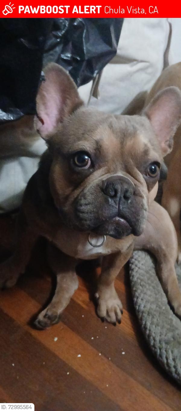 Lost Male Dog last seen L Street between 4th & 5th Ave across the street from Chula Vista high school football field  , Chula Vista, CA 91911